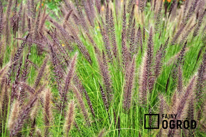 Rozplenica japońska w czasie kwitnienia