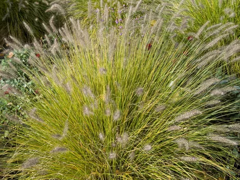 Rozplenica japońskia w ogrodzie