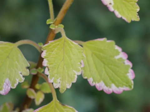 Komarzyca na balkonie i tarasie