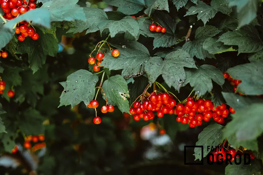 Kalina koralowa owocuje od sierpnia aż do przymrozków Kalina koralowa w czasie owocowania