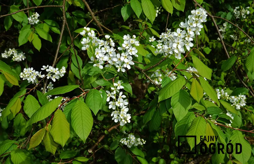 Czeremcha jest rodzimym gatunkiem o szybkim wzroście