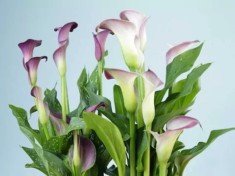 Kalia doniczkowa nie kwitnie