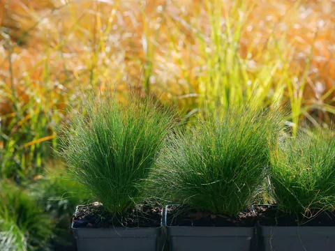 Trawy ozdobne na balkon