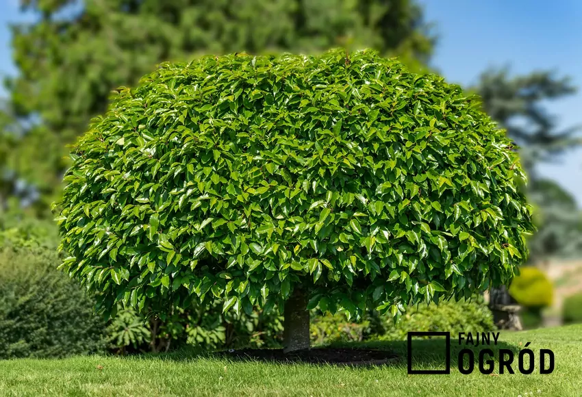 Odporna na suszę katalpa tworzy gęsty parasol przeciwsłoneczny