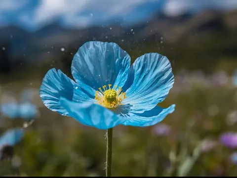 Niebieskie maki w ogrodzie