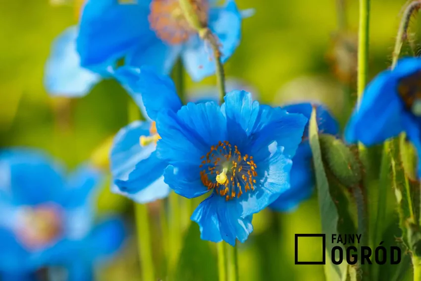 Niebieskie maki z Himalajów