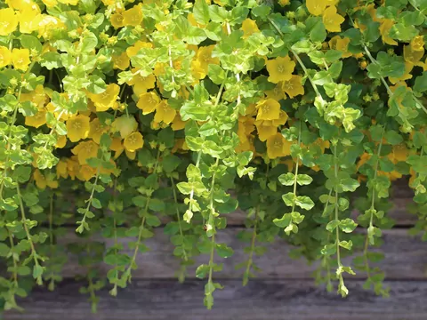 Tojeść rozesłana w ogrodzie