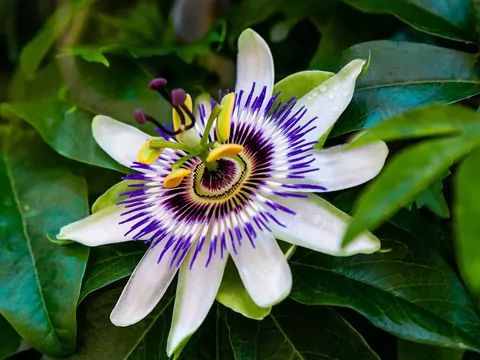 Męczennica w doniczkach