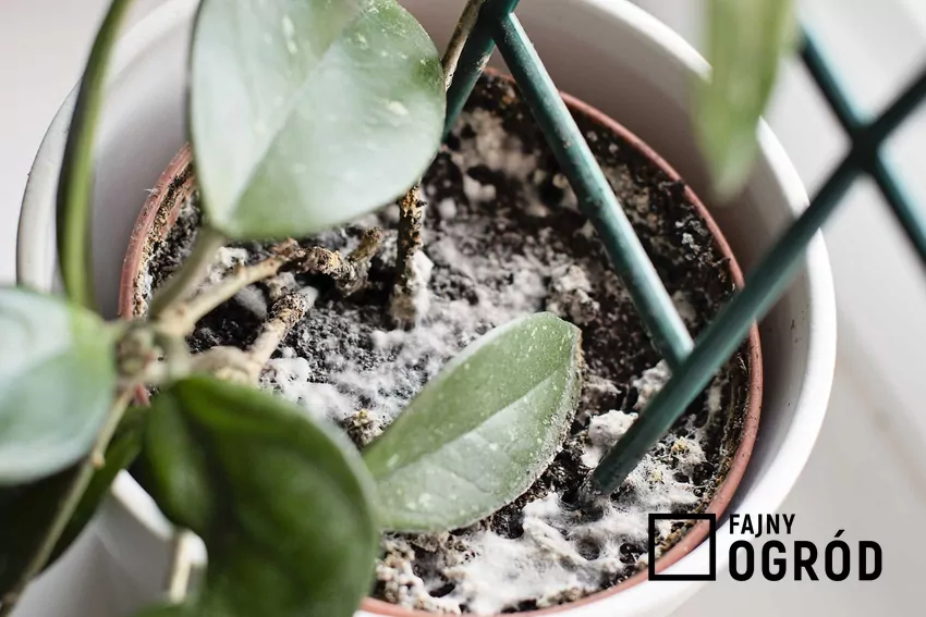 Pleśń w doniczce najczęściej pojawia się przy zbyt wilgotnym podłożu i słabym doświetleniu Pleśń w doniczce z fikusem