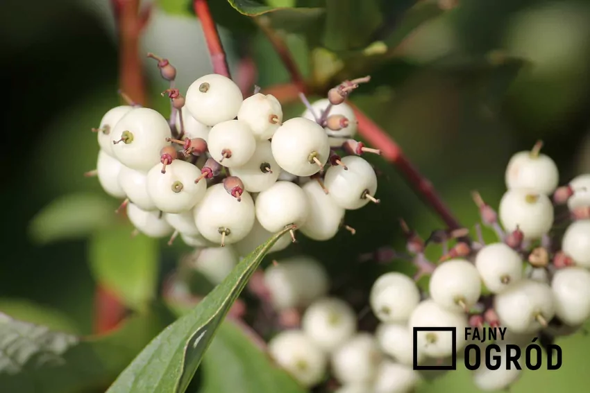Dereń biały dorasta średnio do 3 metrów wysokości i zachwyca czerwonymi pędami zimą oraz białymi delikatnymi owocami Owoce derenia białego