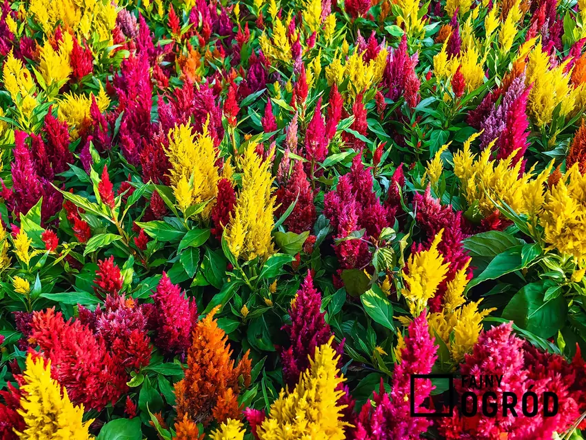 Kolorowe kwiaty celozji