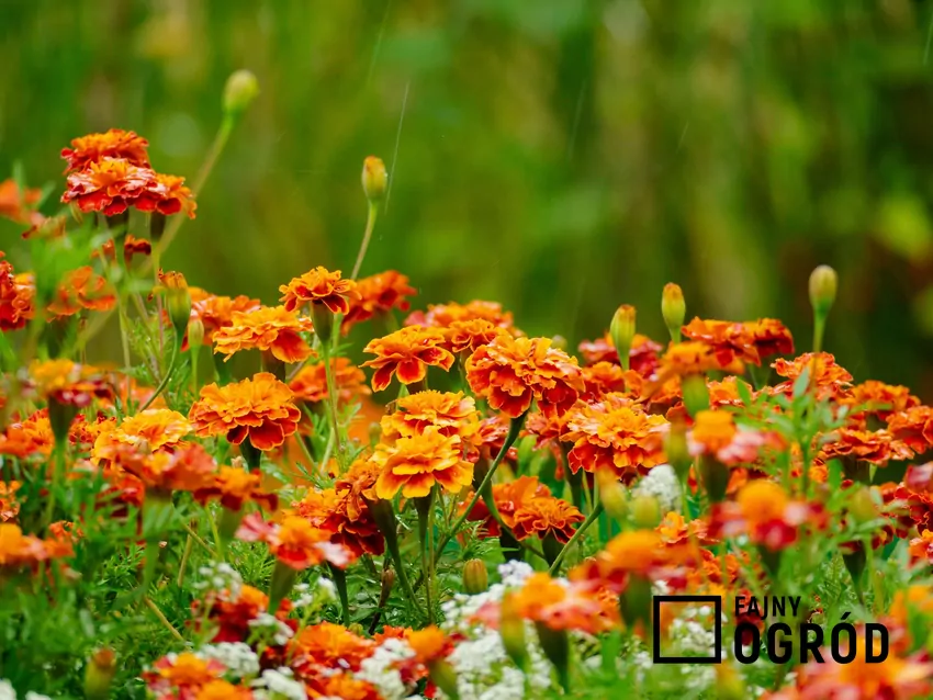 Aksamitki w ogrodzie