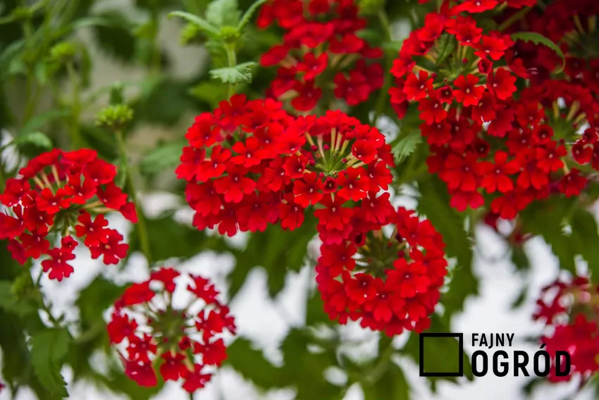 Pelargonia bluszczolistna o czerwonych kwiatach