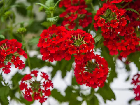 Pelargonie bluszczolistne o zwisających pędach