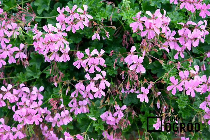 Regularne podlewanie i cotygodniowe nawożenie gwarantują bujne kwitnienie pelargonii przez cały sezon Ciekawa pelargonia bluszczolistna o różowych kwiatach