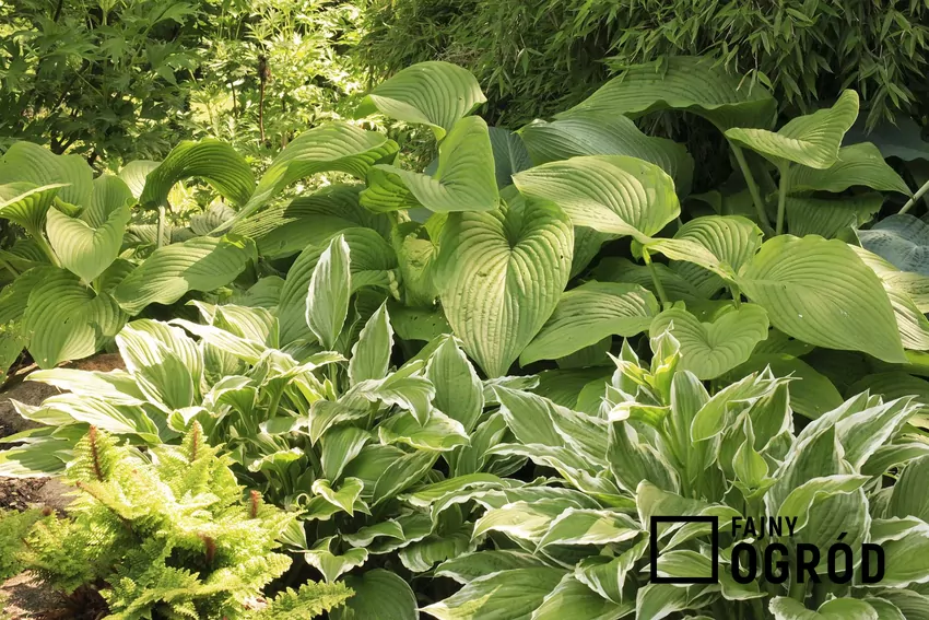 Funkie w ogrodzie na rabacie