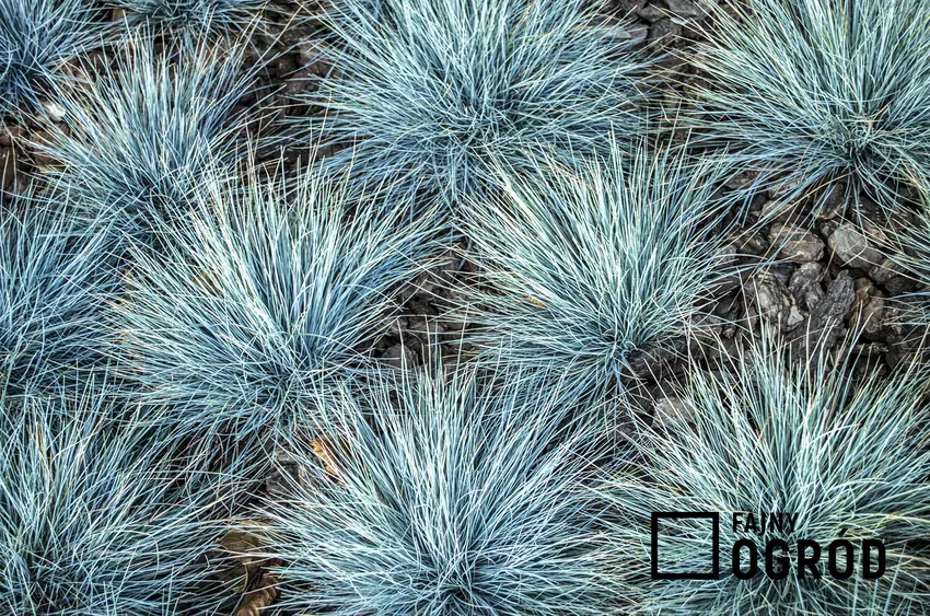 Kostrzewa sina w kępkach