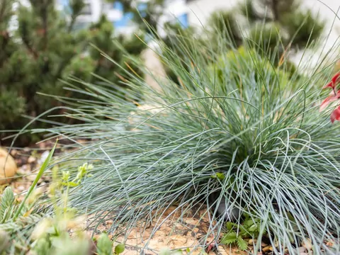 Kostrzewa sina w ogrodzie