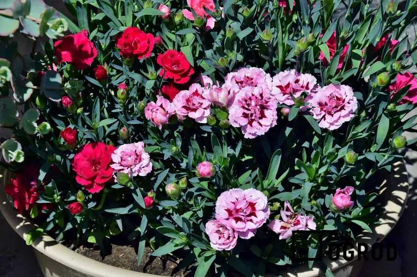 Goździki najlepiej rosną w pełnym słońcu, gdzie kwitną obficiej i intensywniej wybarwiają się ich kwiaty Goździki kolorowe w doniczkach