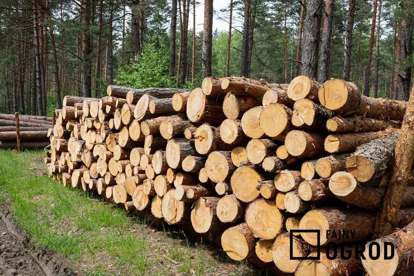 Rosnące zainteresowanie biomasą jako paliwem budzi pytania o wpływ na zasoby leśne i ceny surowca. drewno