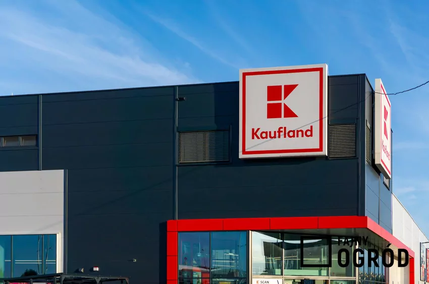 Nowe rabaty w Kauflandzie od 12 sierpnia Kaufland