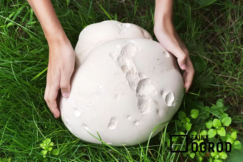 Czasznica olbrzymia może osiągać nawet 60–70 cm średnicy i ważyć kilkanaście kilogramów Czasznica olbrzymia po zerwaniu