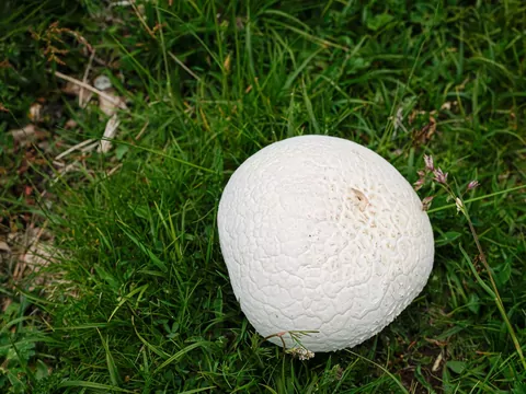 Czasznica olbrzymia w lesie
