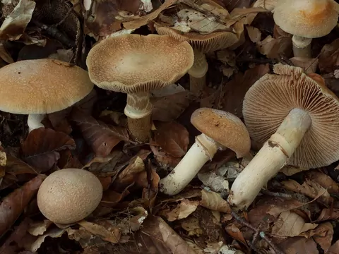 Płachetka kołpakowata – grzyb