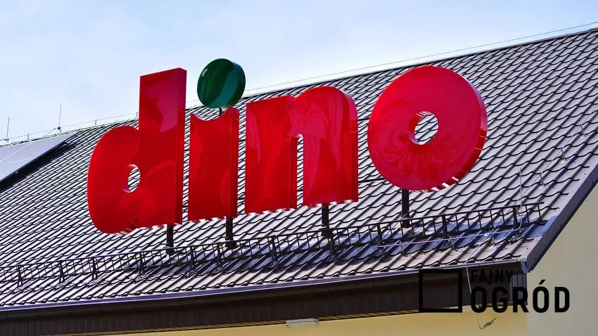 Dino