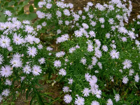Aster krzaczasty w ogrodzie