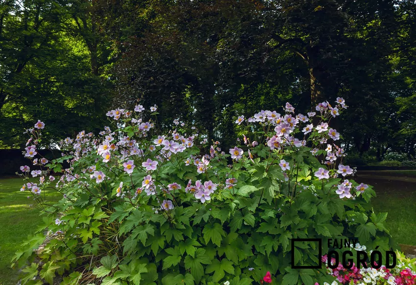W odróżnieniu od wiosennych zawilców rodzimego pochodzenia, zawilce jesienne dorastają do znacznych rozmiarów