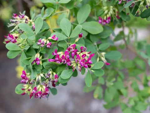 Lespedeza dwubarwna w ogrodzie