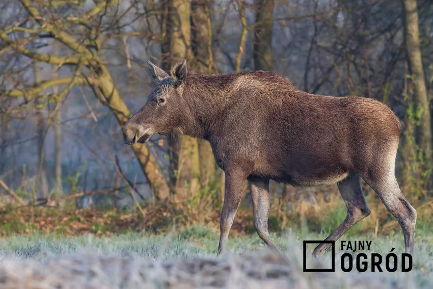 Spotkanie z wilkiem, zającem, łosiem, sarną czy lisem w lesie, czyli co zrobić, jak spotkasz zwierzęta w lesie Łoś chodzący po bagnach, a także co zrobić, jak masz spotkanie z łosiem, wilkiem, zającem, sarną czy dzikiem