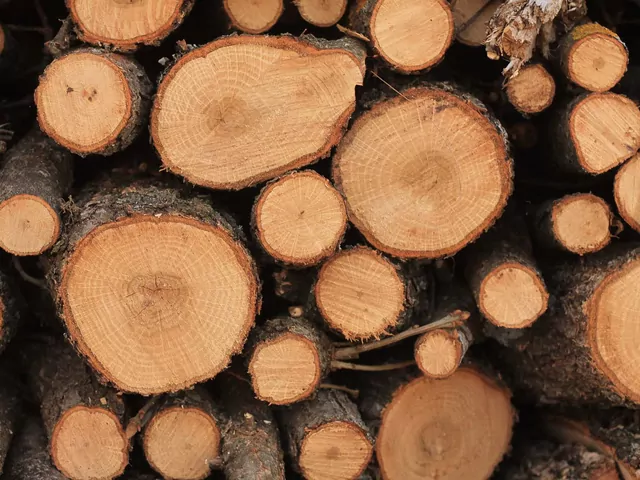 Jak kupować drewno kominkowe