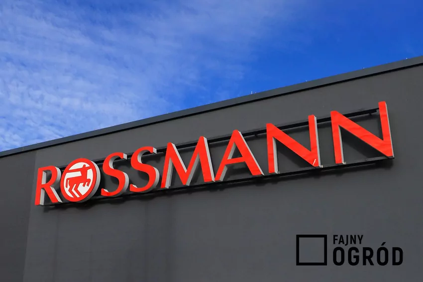 W Rossmannie dużo ciekawych promocji kultowych zapachów i kosmetyków Rossmann
