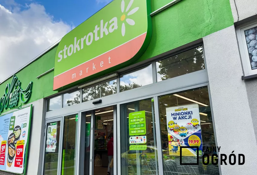 Stokrotka
