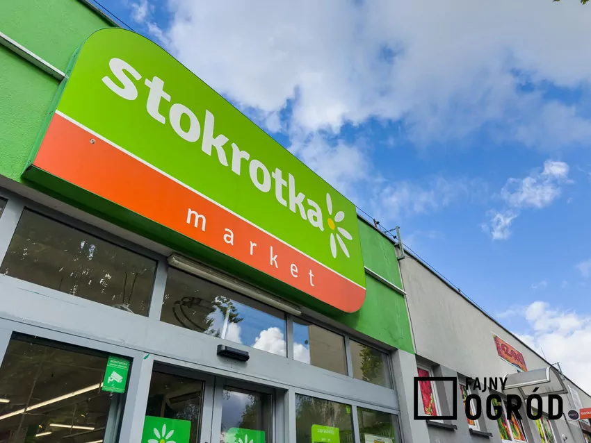 Stokrotka
