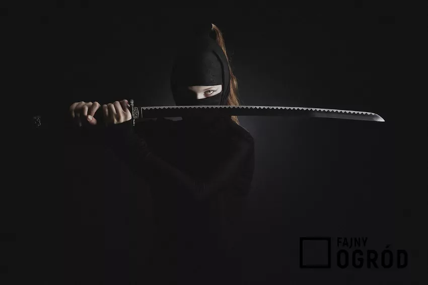 Ninja