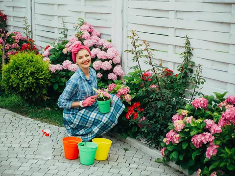 Rozmnażanie hortensji w ogrodzie