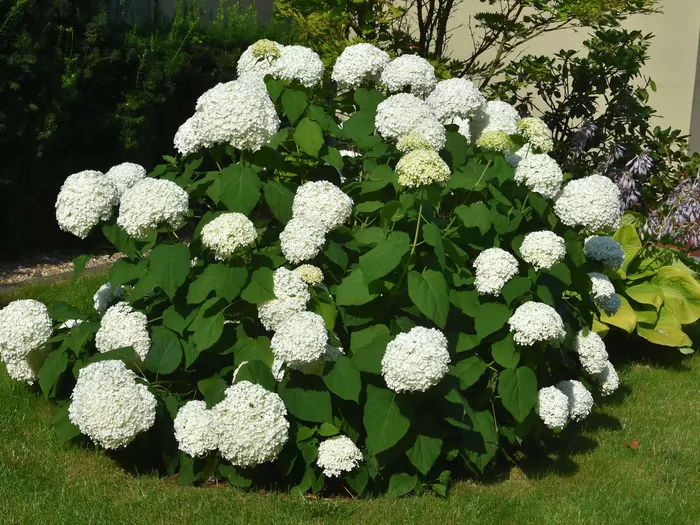 Rozmnażanie hortensji w ogrodzie