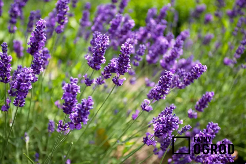 Kwitnący krzak lawendy w ogrodzie