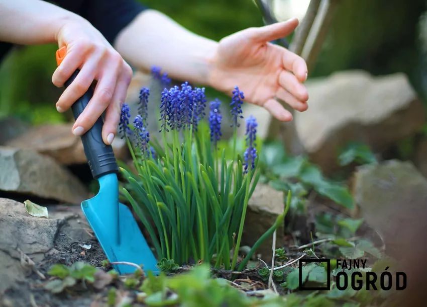 Sadzenie kwiatów w ogrodzie