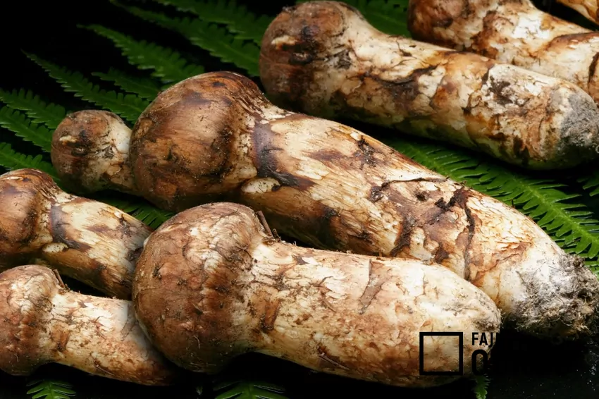 Najdroższe są owocniki gąski sosnowej jeszcze nie rozwinięte Ceny matsutake osiągają zawrotne ceny do 2000 euro za kilogram