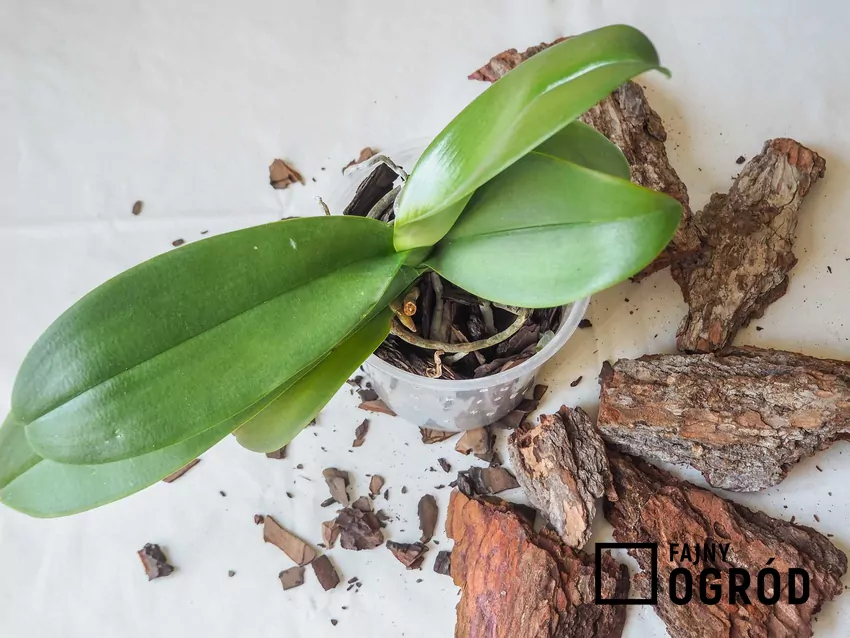 Najlepszy moment na przesadzanie storczyków to wiosna, gdy nie kwitną Storczyk w doniczce