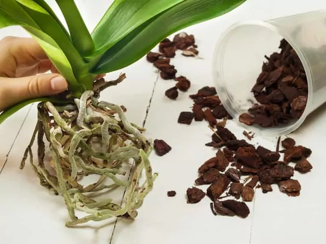 Przesadzanie storczyka