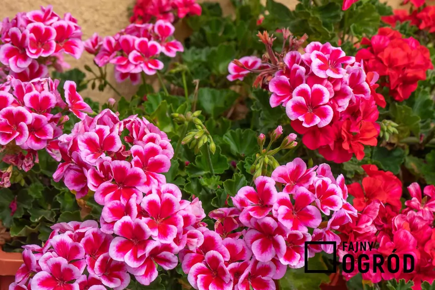 Pelargonie w różnych kolorach