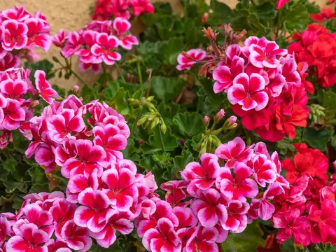 Czosnek do pelargonii