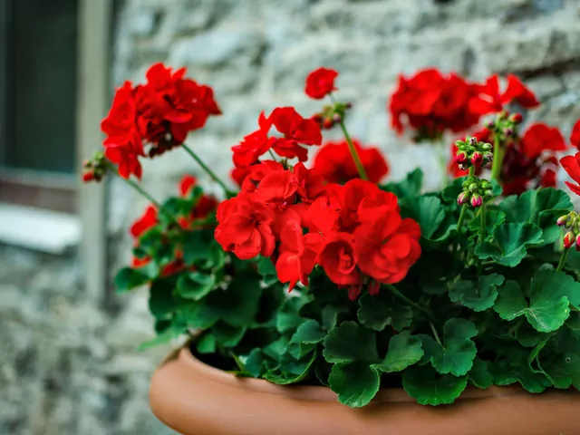Czosnek do pelargonii