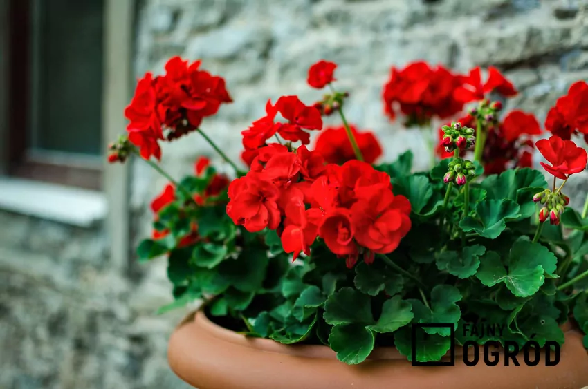 Pelargonie w doniczce