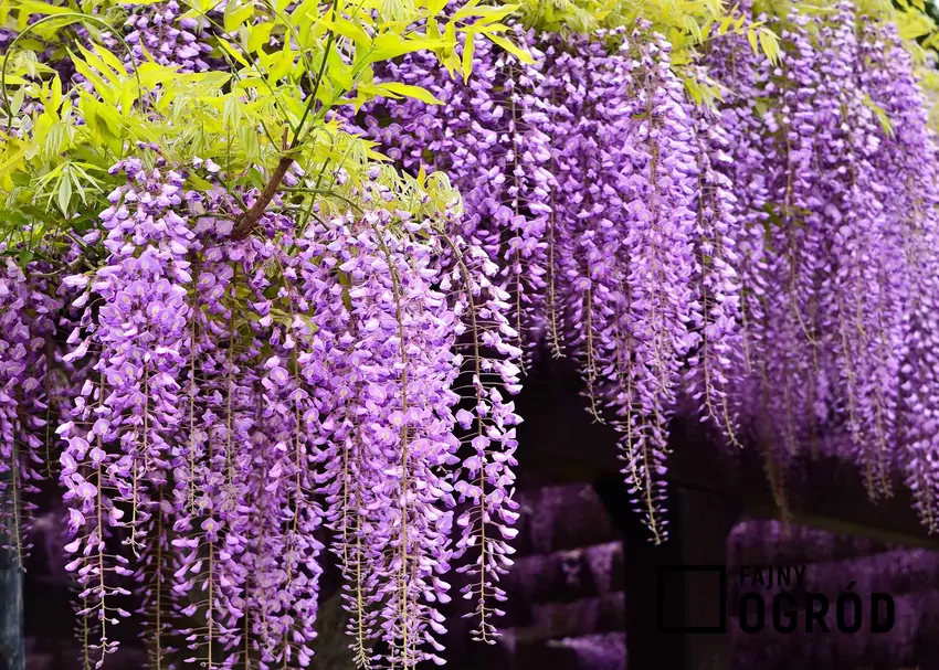 Glicynia japońska to pnącze, które potrzebuje podpór, ale przepięknie prezentuje się w różnych miejscach, zwłaszcza gdy jest odpowiednio pielęgnowana.